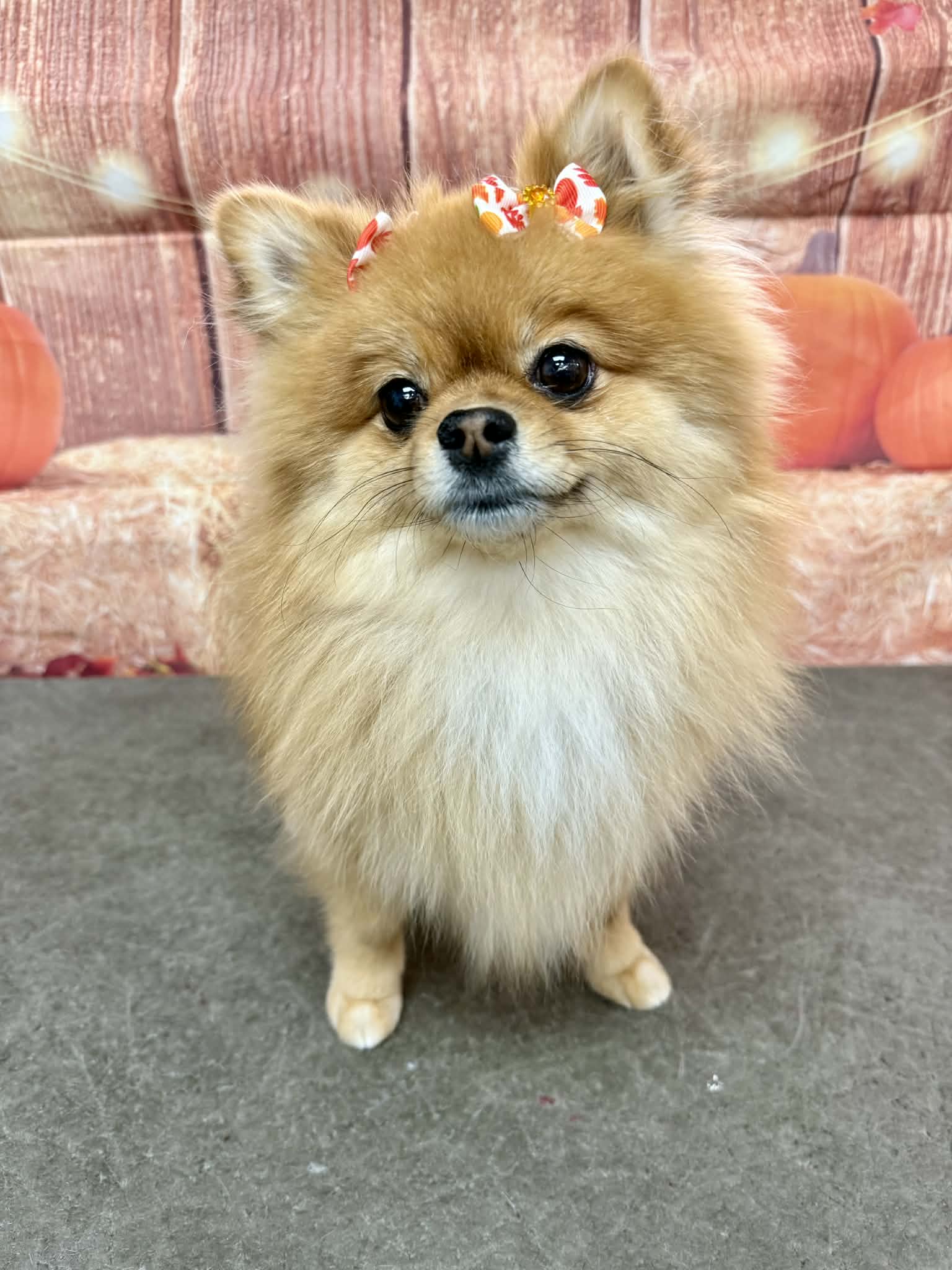 Fluffy Pomeranian glow-up