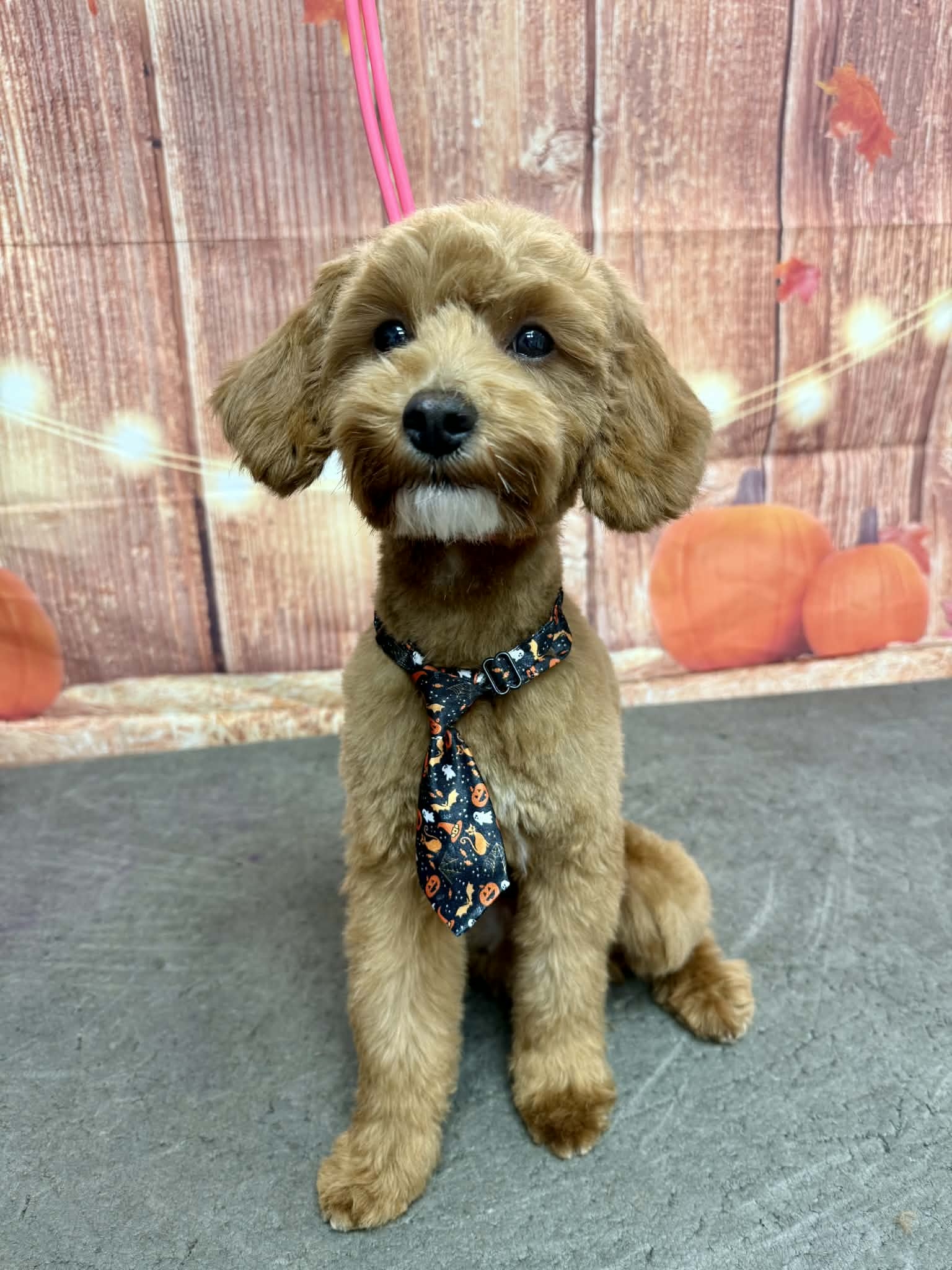 Fresh puppy trim & spooky tie