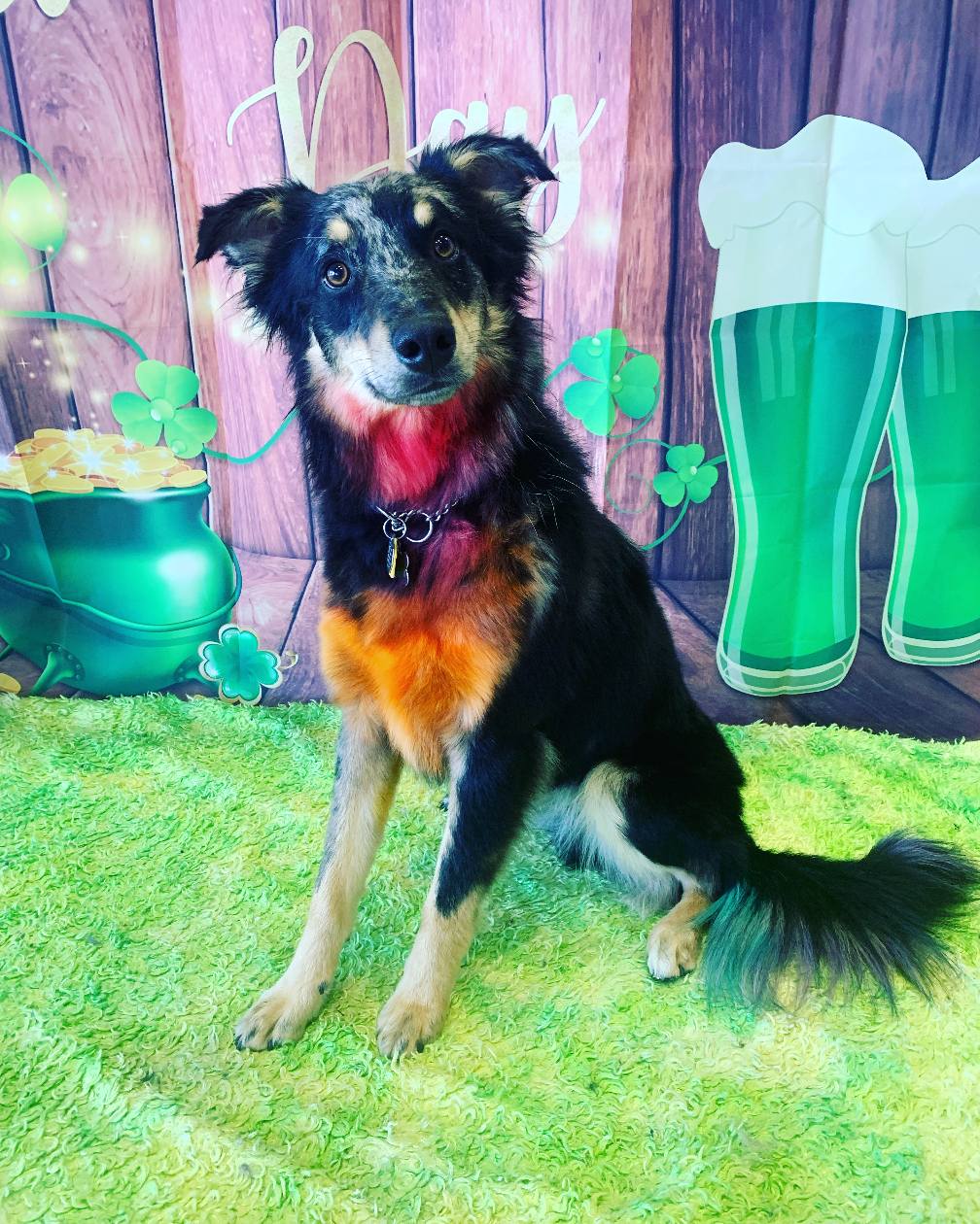 Festive St. Paddy’s color on Goose