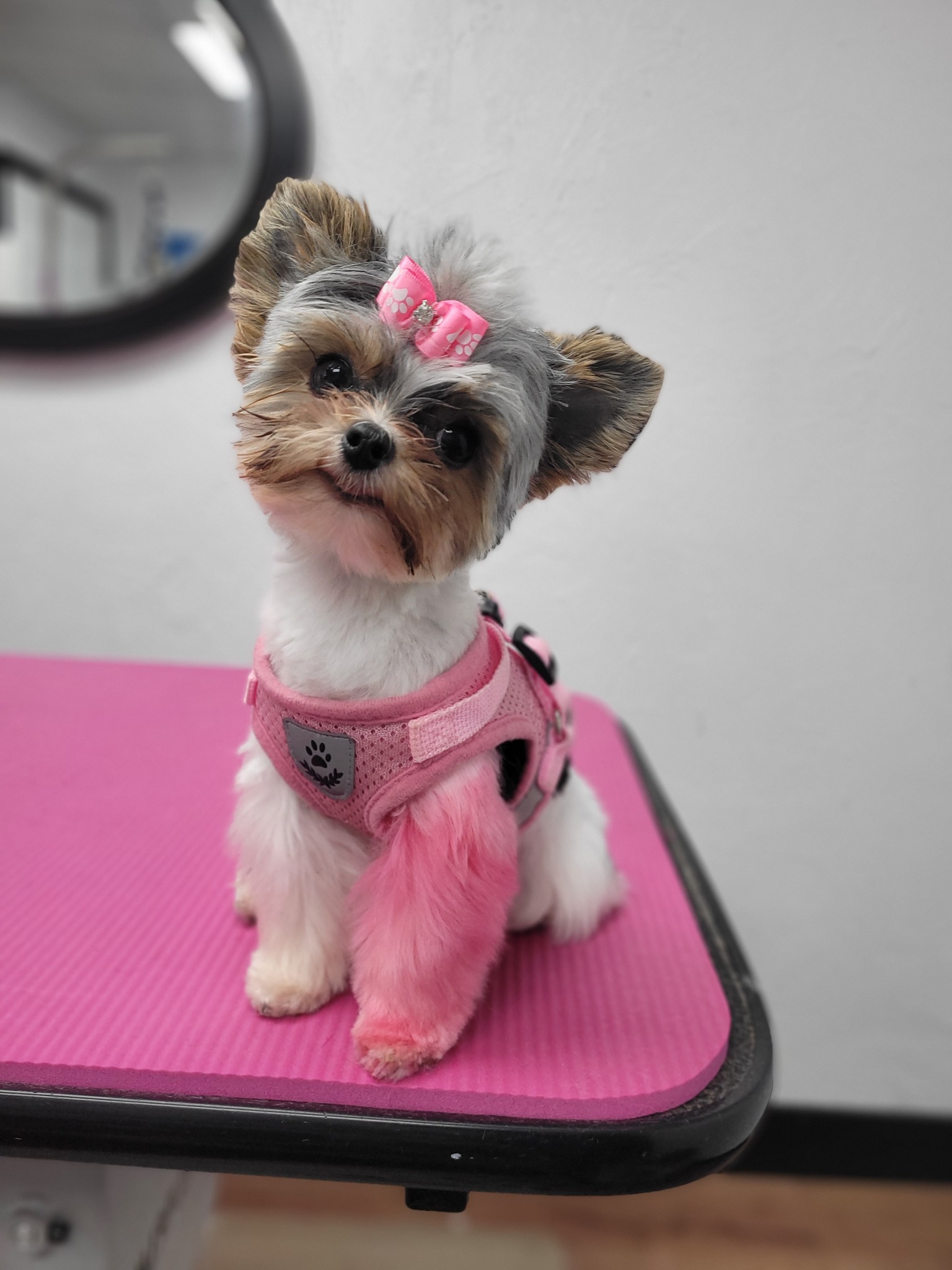 Pastel pink paws & bows