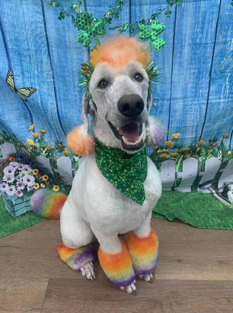 Lucky rainbow St. Paddy’s groom