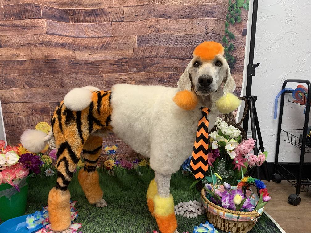 Tiger stripes & bright cuffs