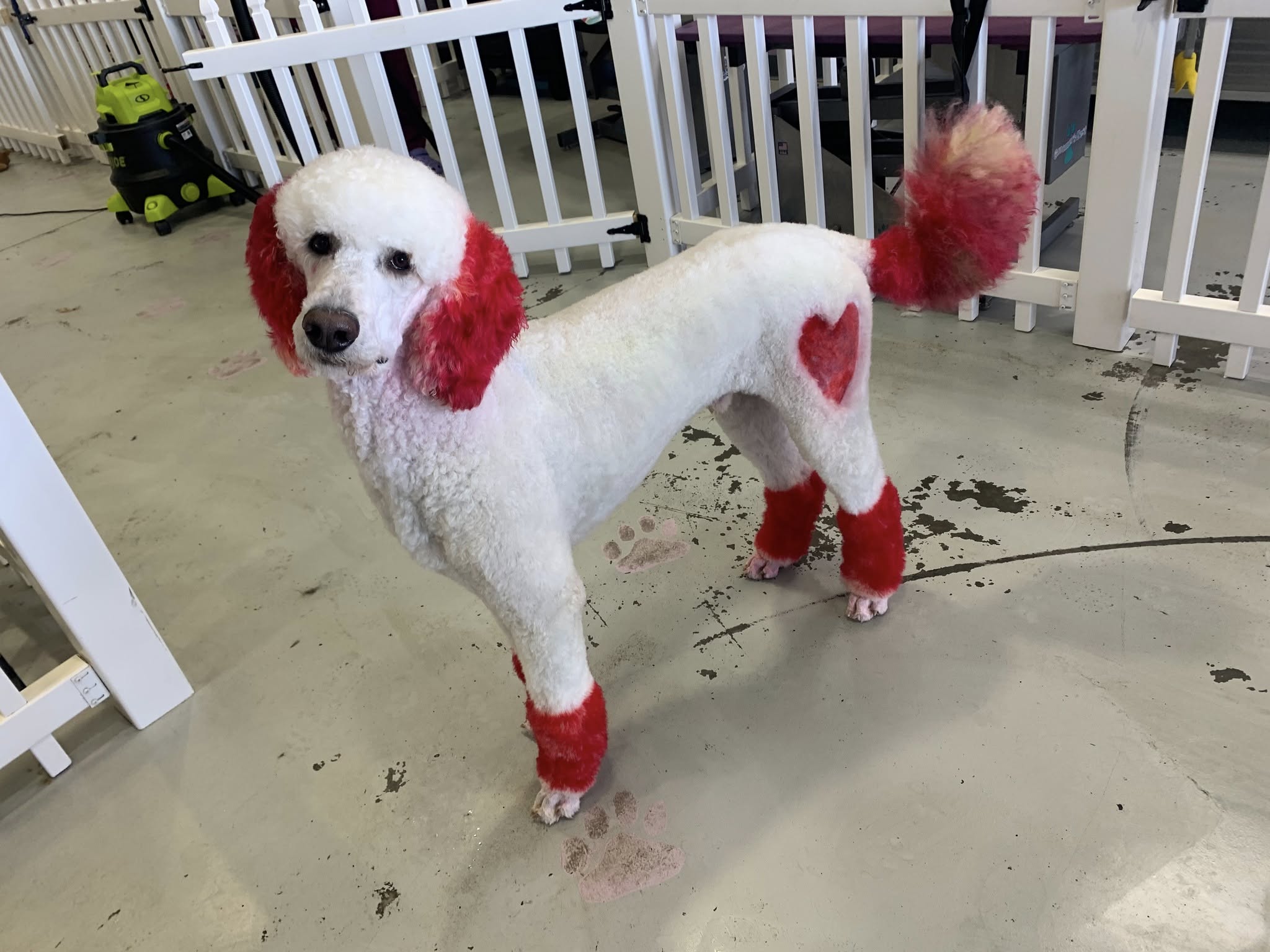Valentine poodle with heart details